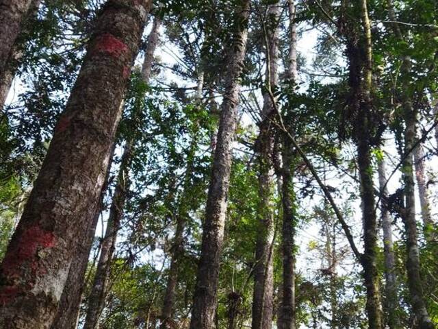 Chácara para Venda em Campo Largo - 5