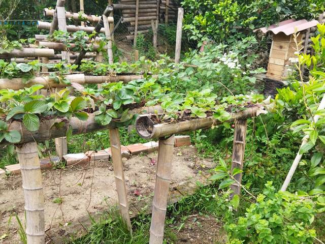 Chácara para Venda em Mandirituba - 5