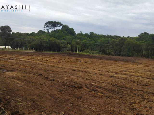 #08204 - Chácara para Venda em Almirante Tamandaré - PR