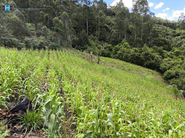 #2337 - Chácara para Venda em Campo Largo - PR - 2