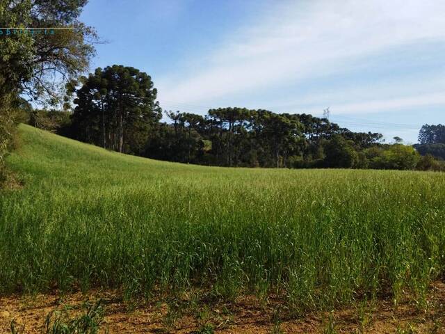 #08205 - Chácara para Venda em Araucária - PR - 2