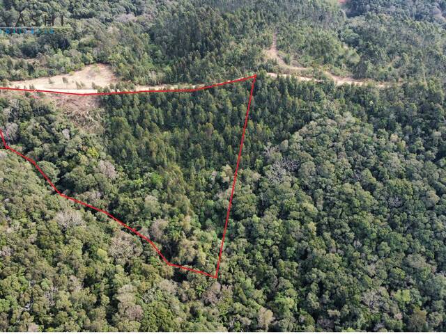 #08184 - Chácara para Venda em Campo Largo - PR - 3