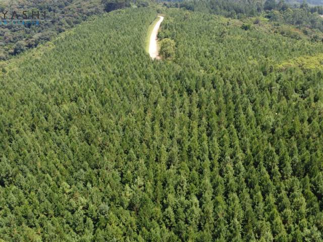 #08252 - Chácara para Venda em Campo Largo - PR - 2