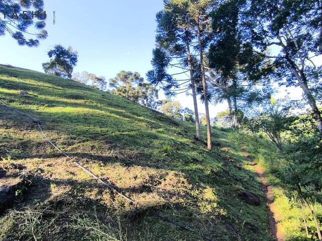 #08260 - Chácara para Venda em Rio Branco do Sul - PR - 3