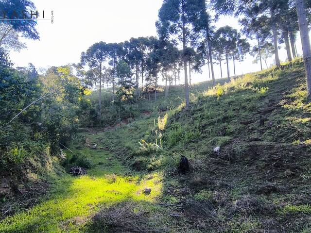 Chácara para Venda em Rio Branco do Sul - 4